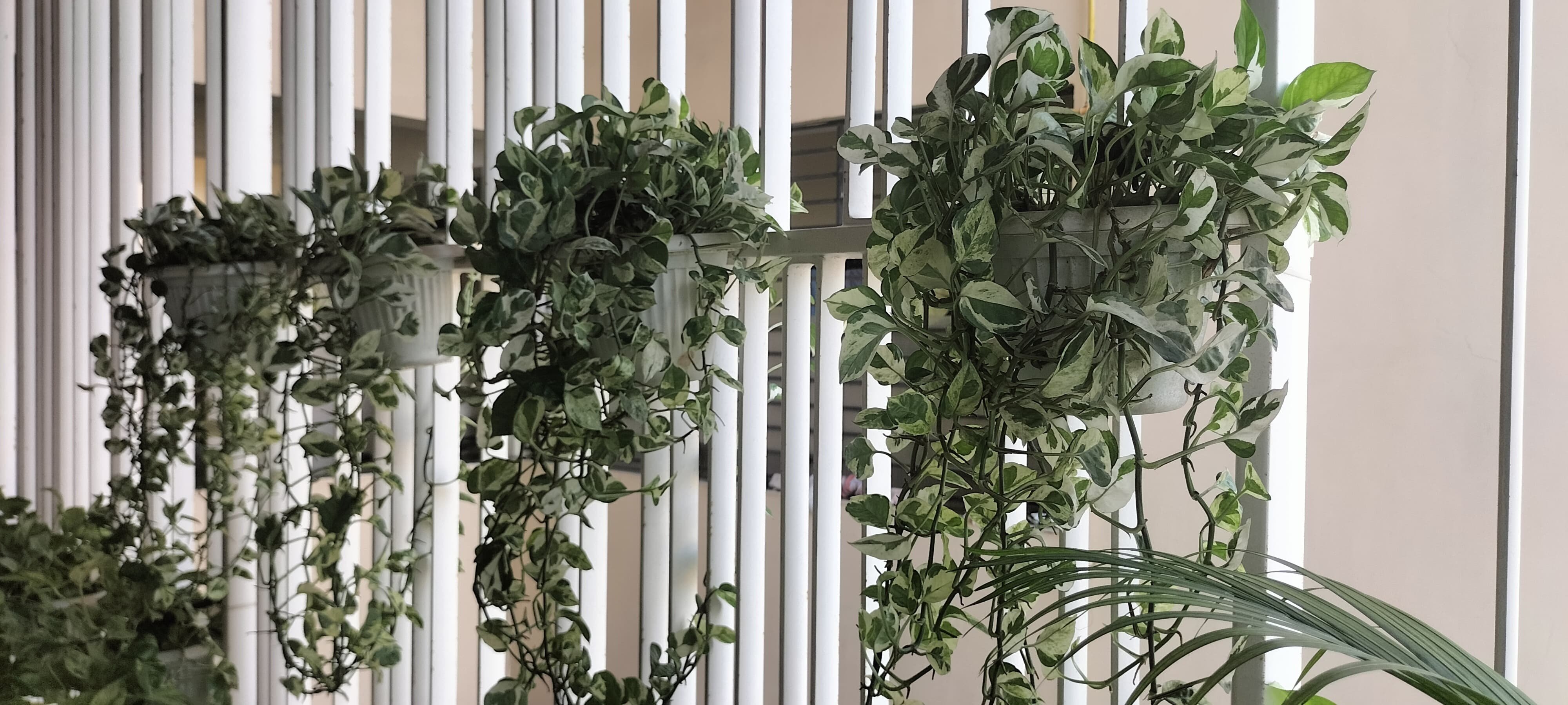 VGC Landscape Project 16