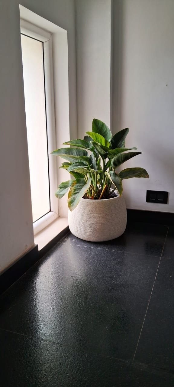 VGC Landscape Project 33