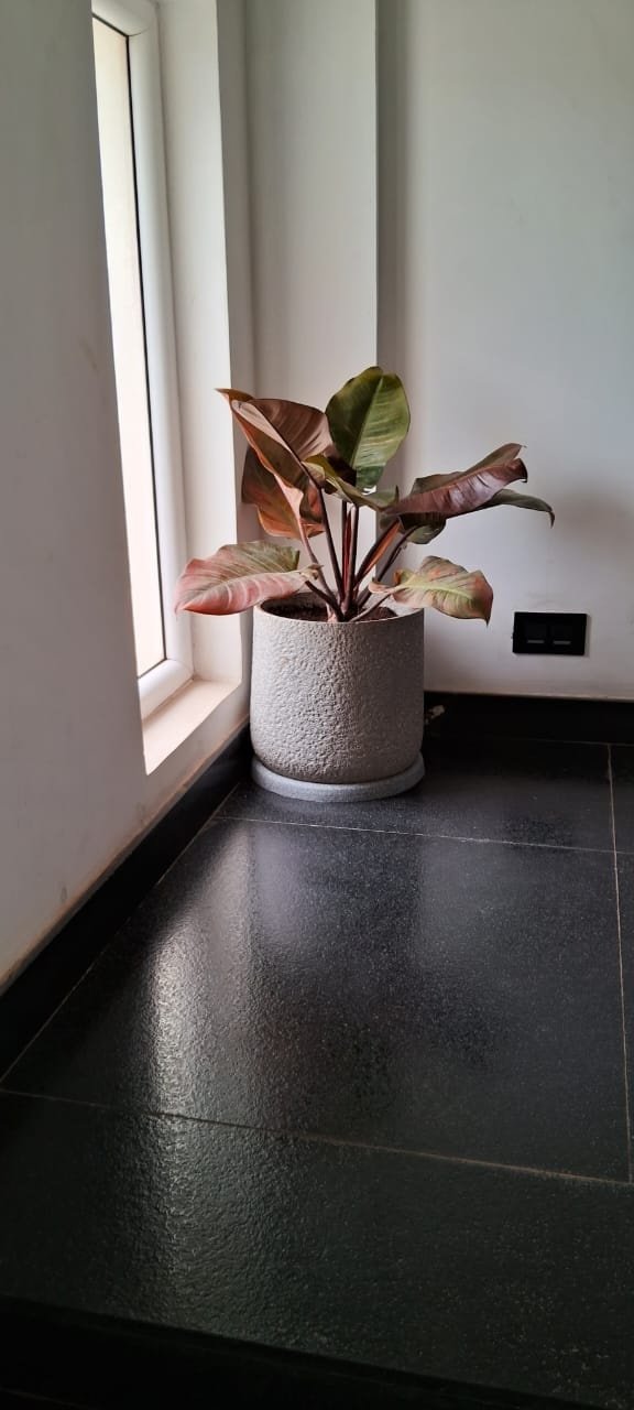 VGC Landscape Project 34