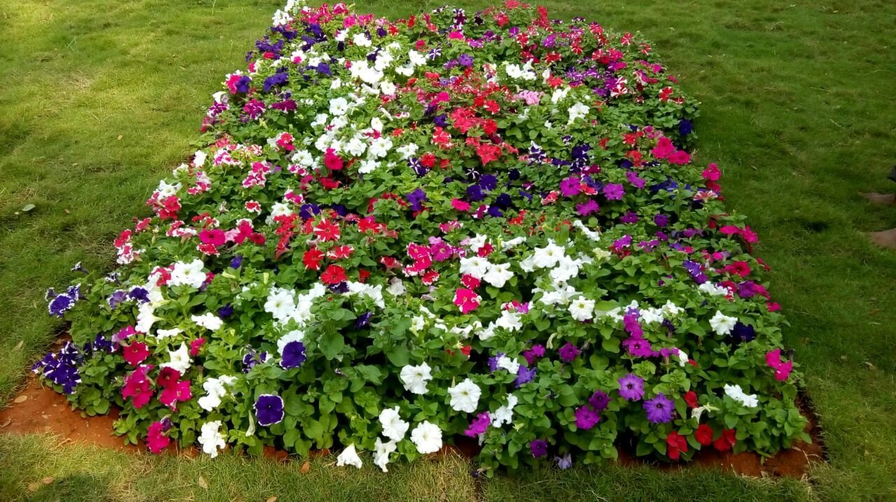 VGC Landscape Project 60