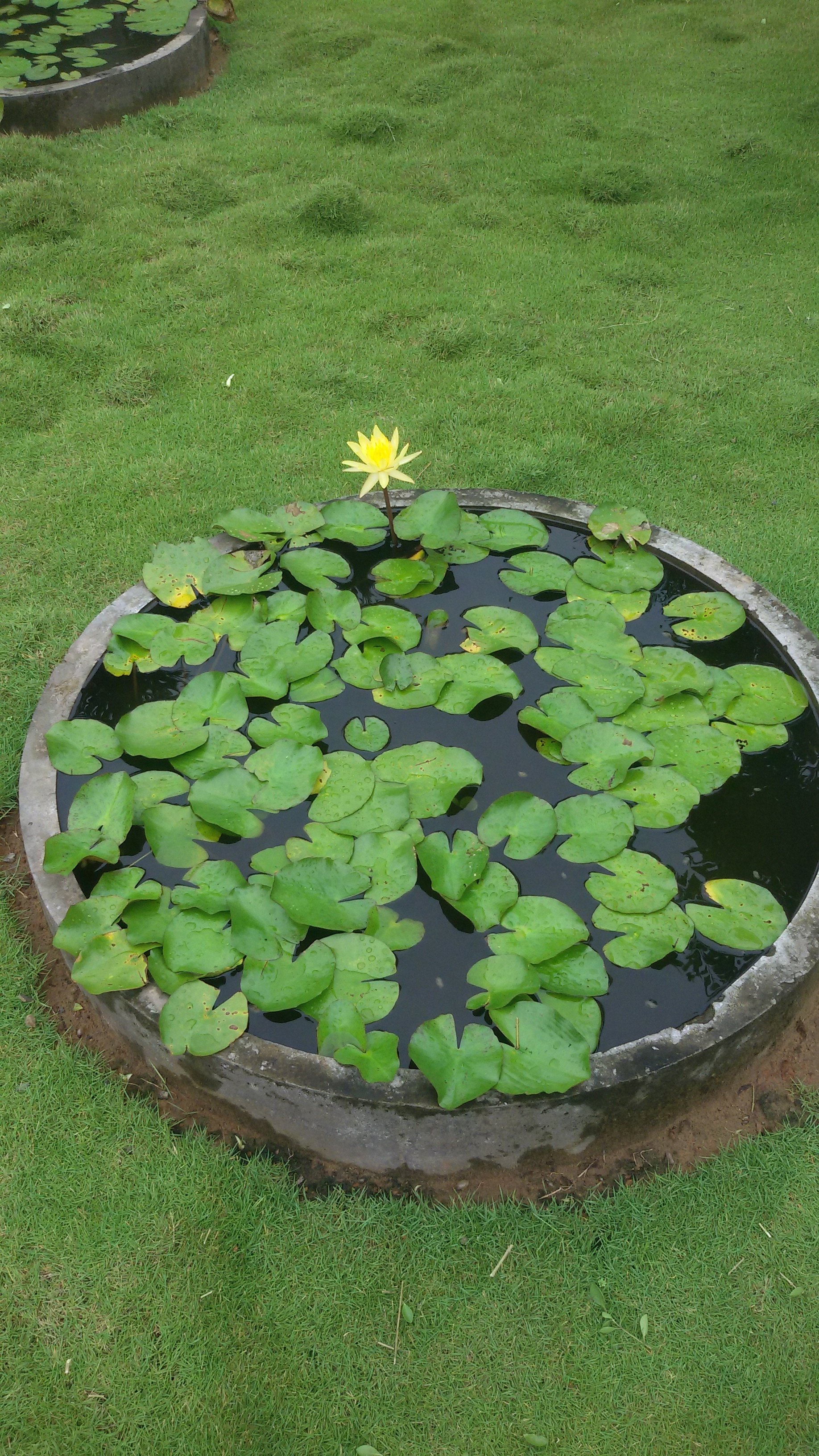 VGC Landscape Project 84