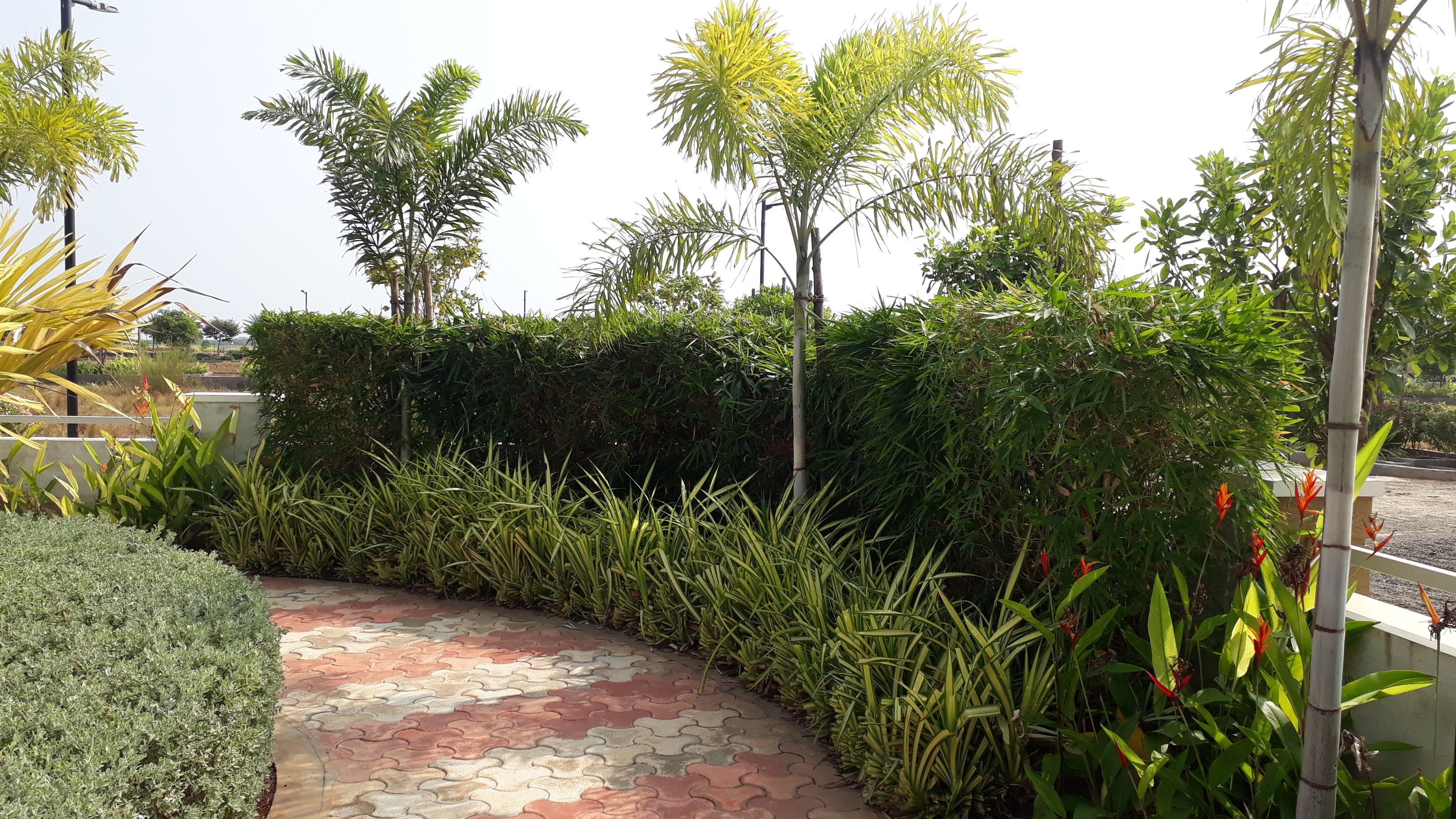 VGC Landscape Project 125