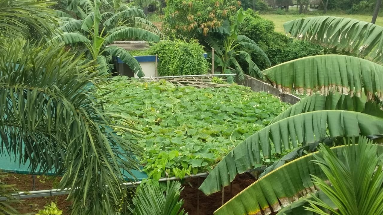 VGC Landscape Project 152