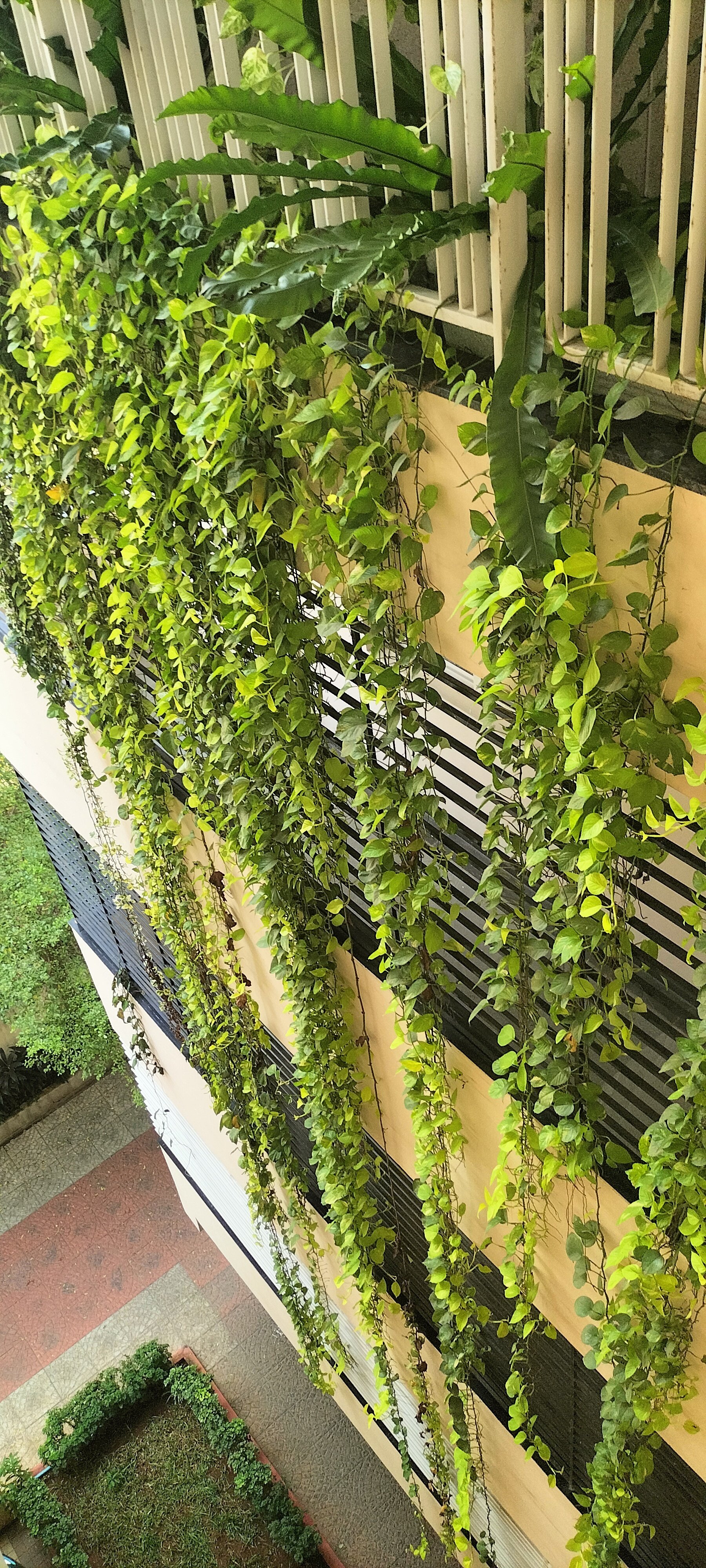 VGC Landscape Project 217