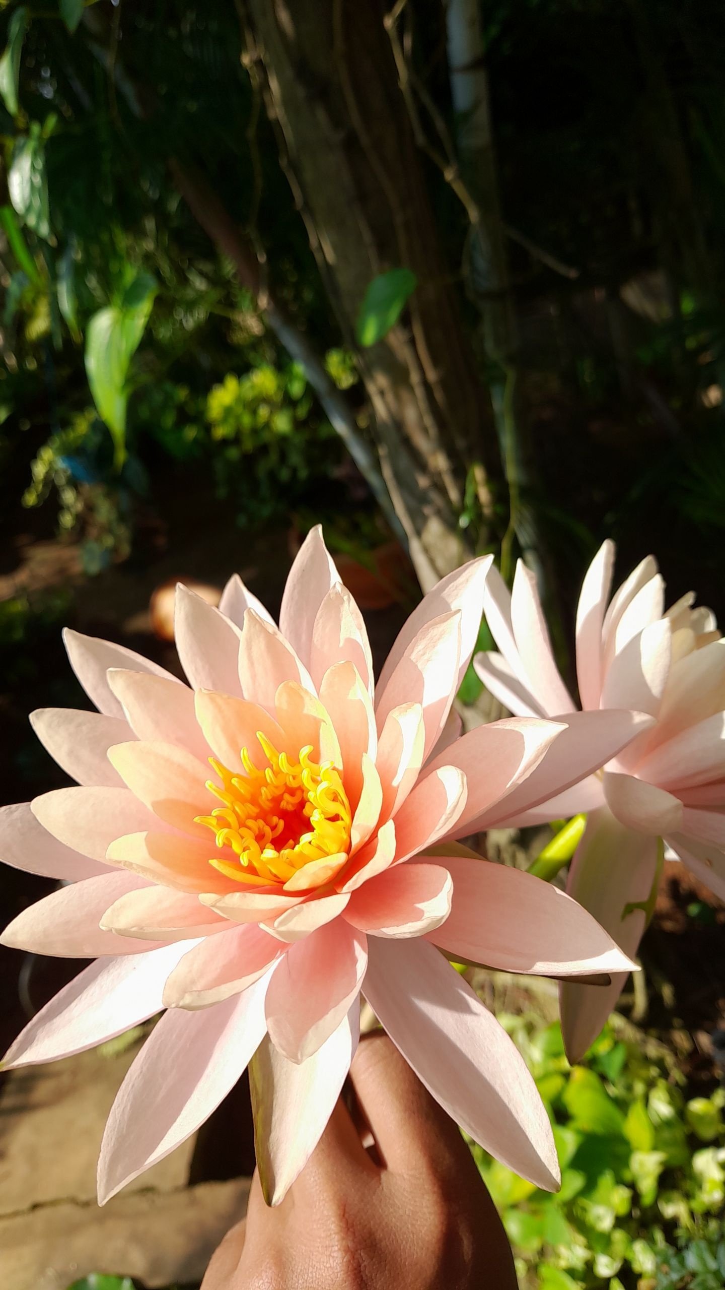 VGC Landscape Project 225