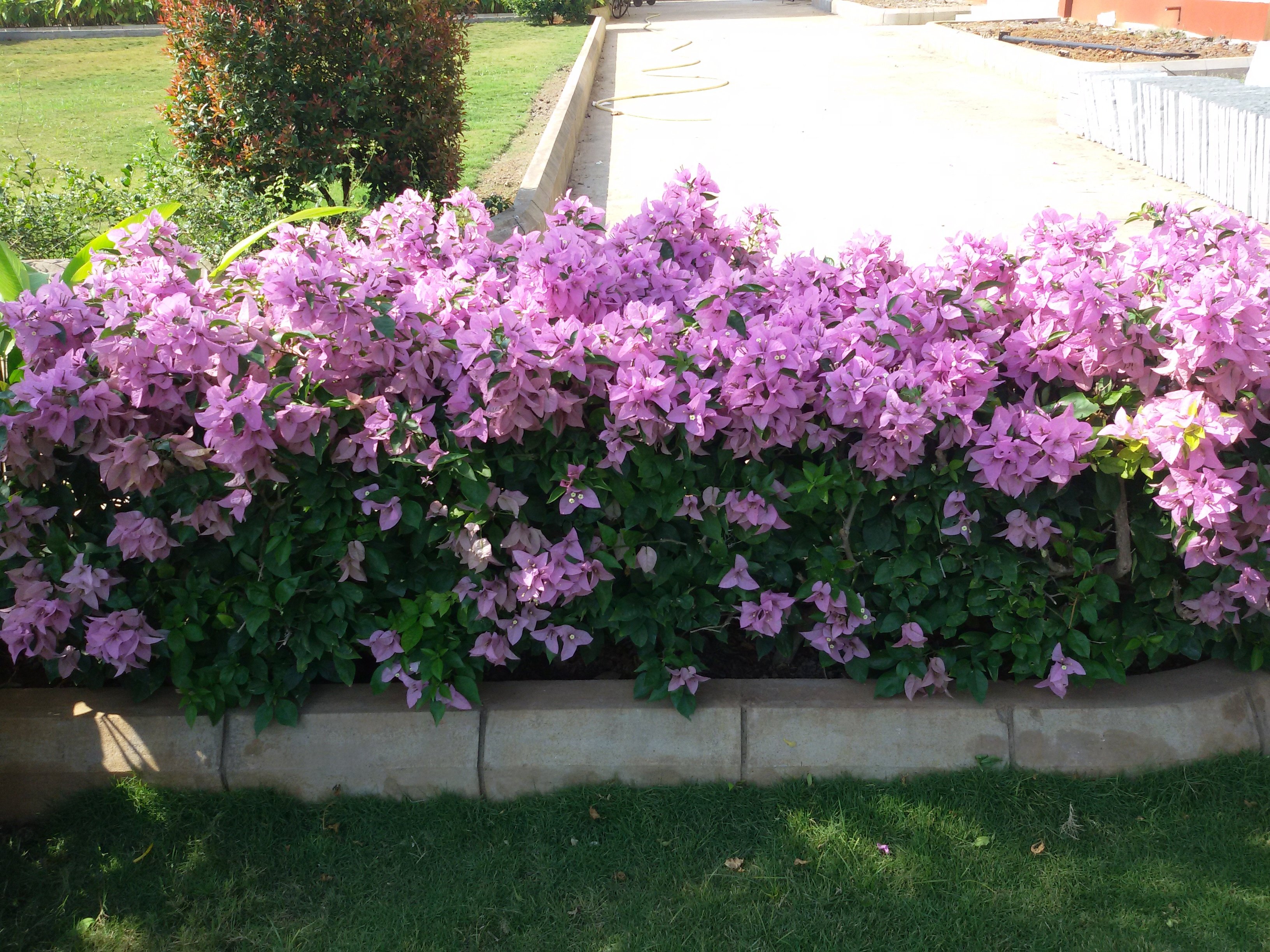 VGC Landscape Project 262