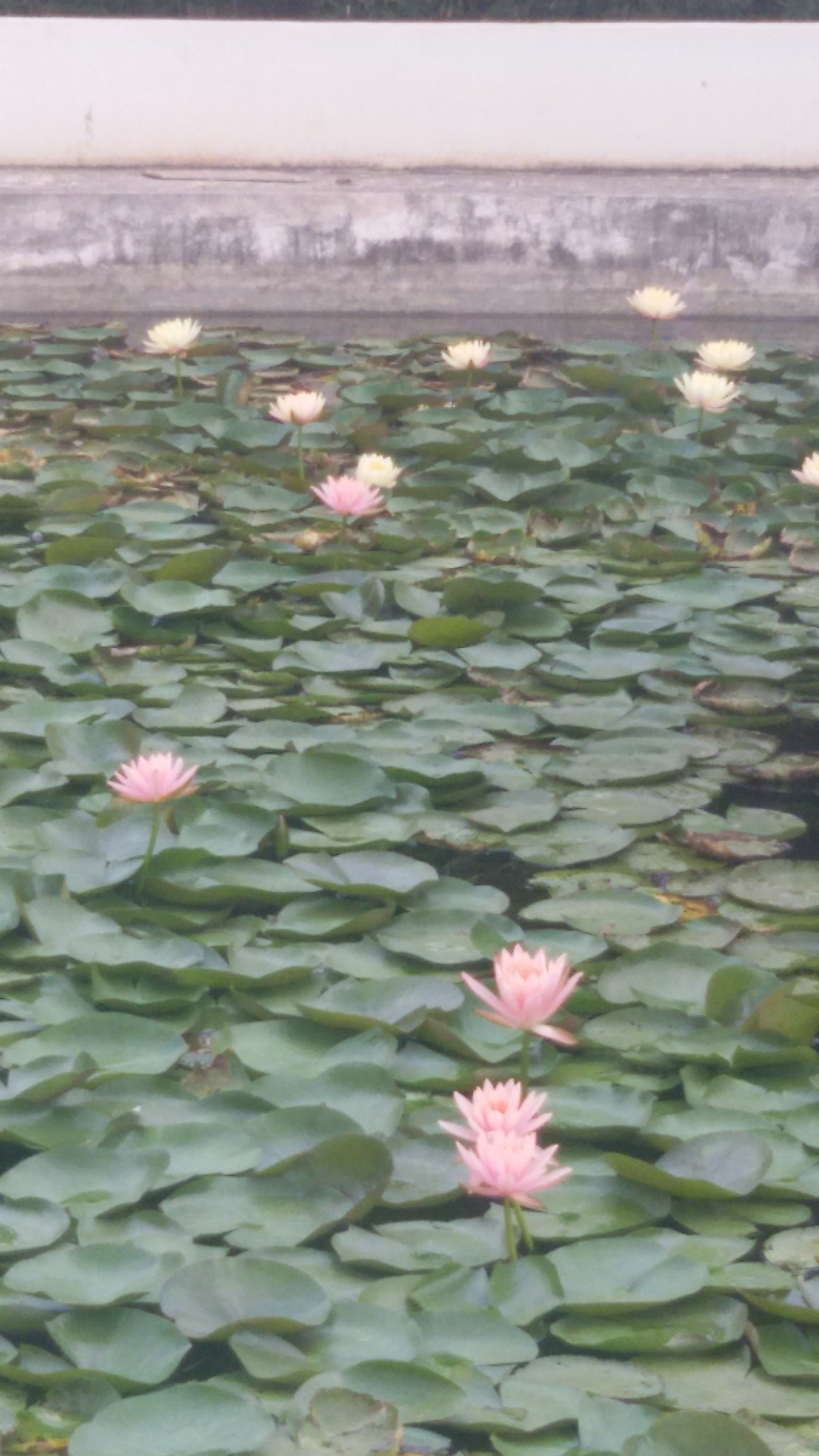 VGC Landscape Project 265