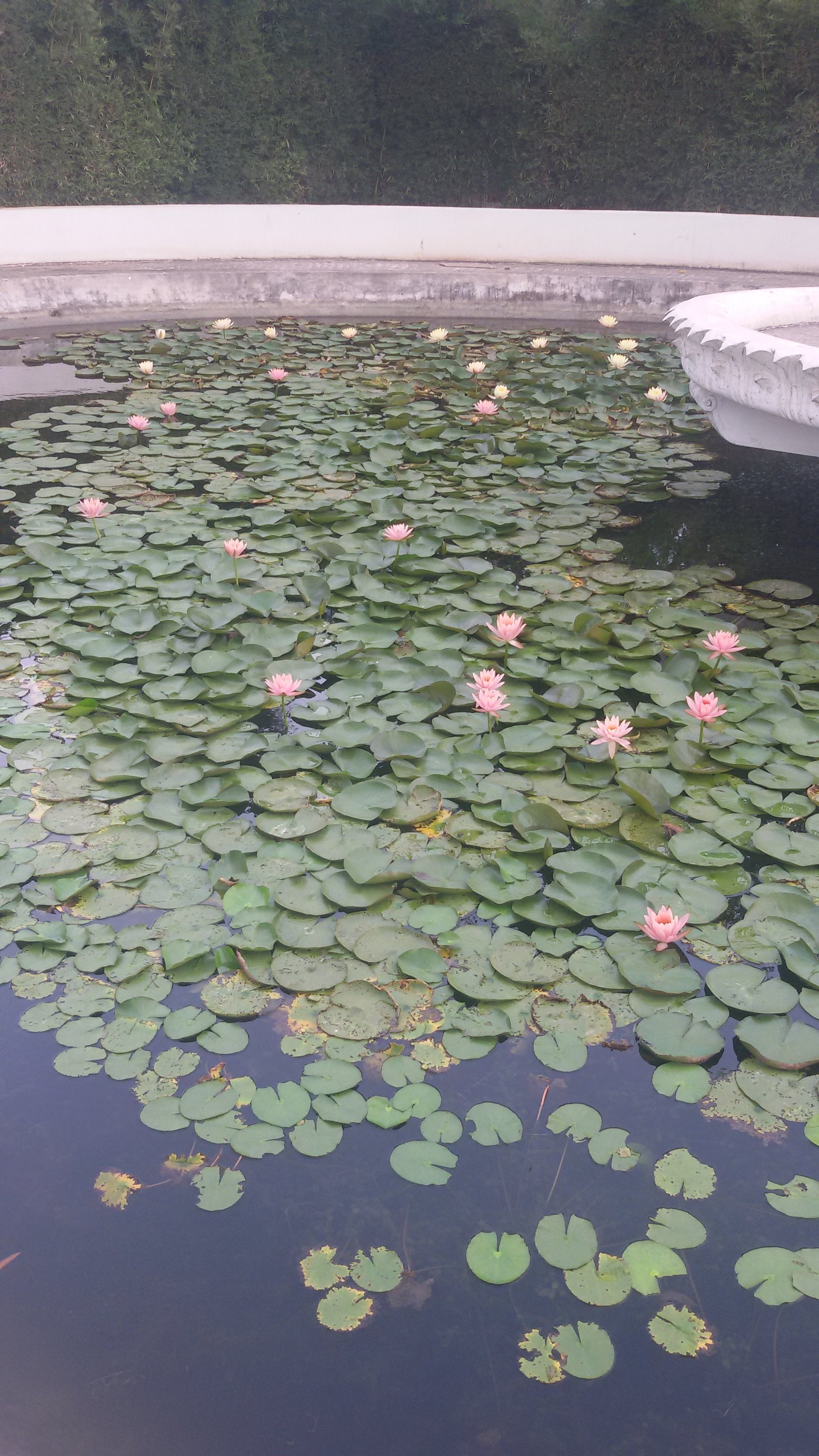 VGC Landscape Project 266