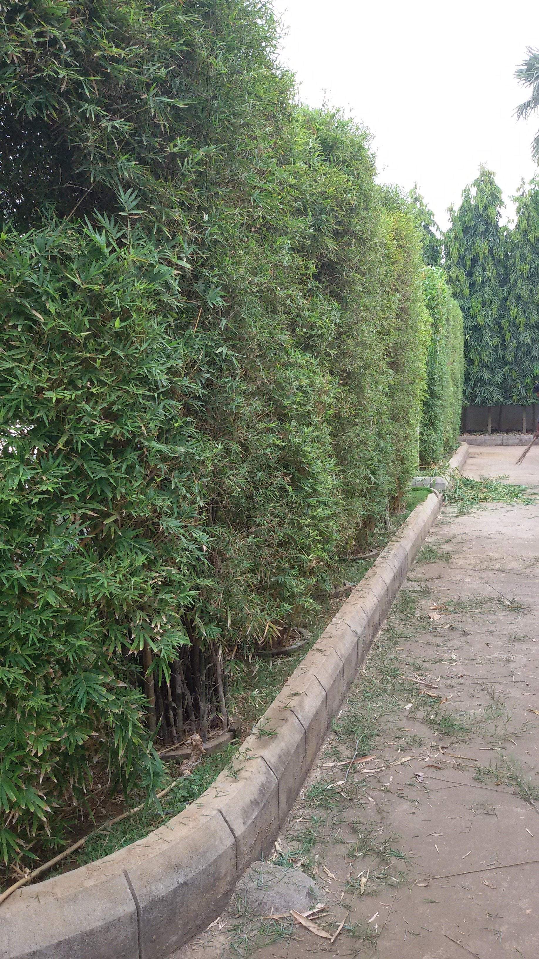 VGC Landscape Project 268